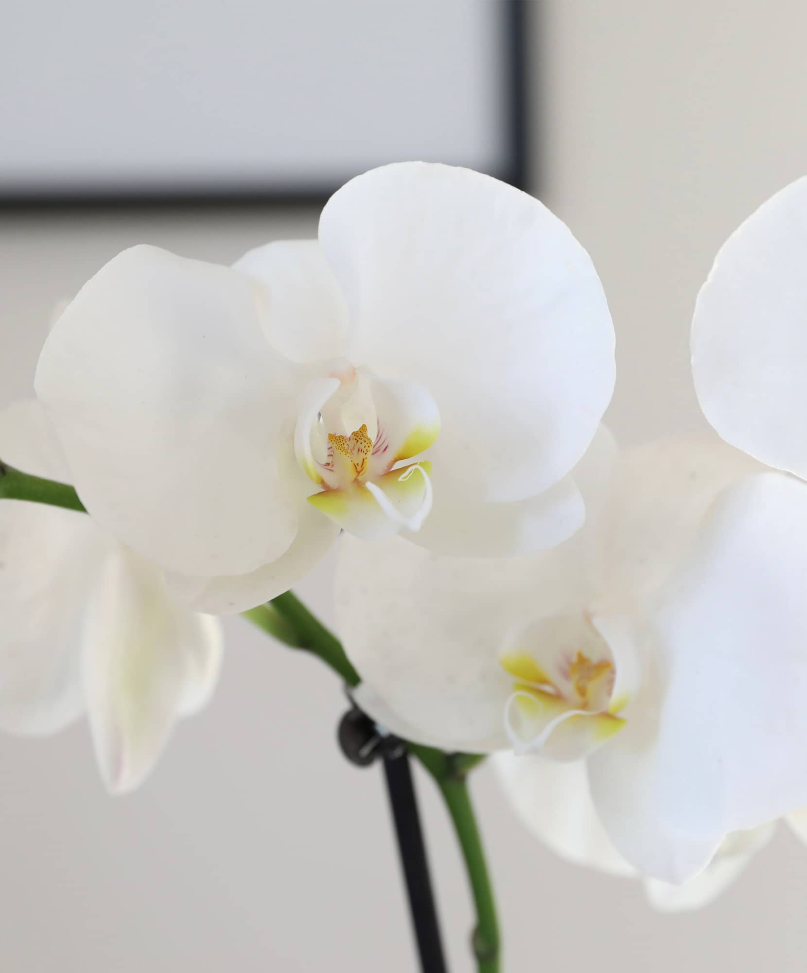 Elegant white orchids with delicate petals, symbolizing purity and beauty in floral decor.