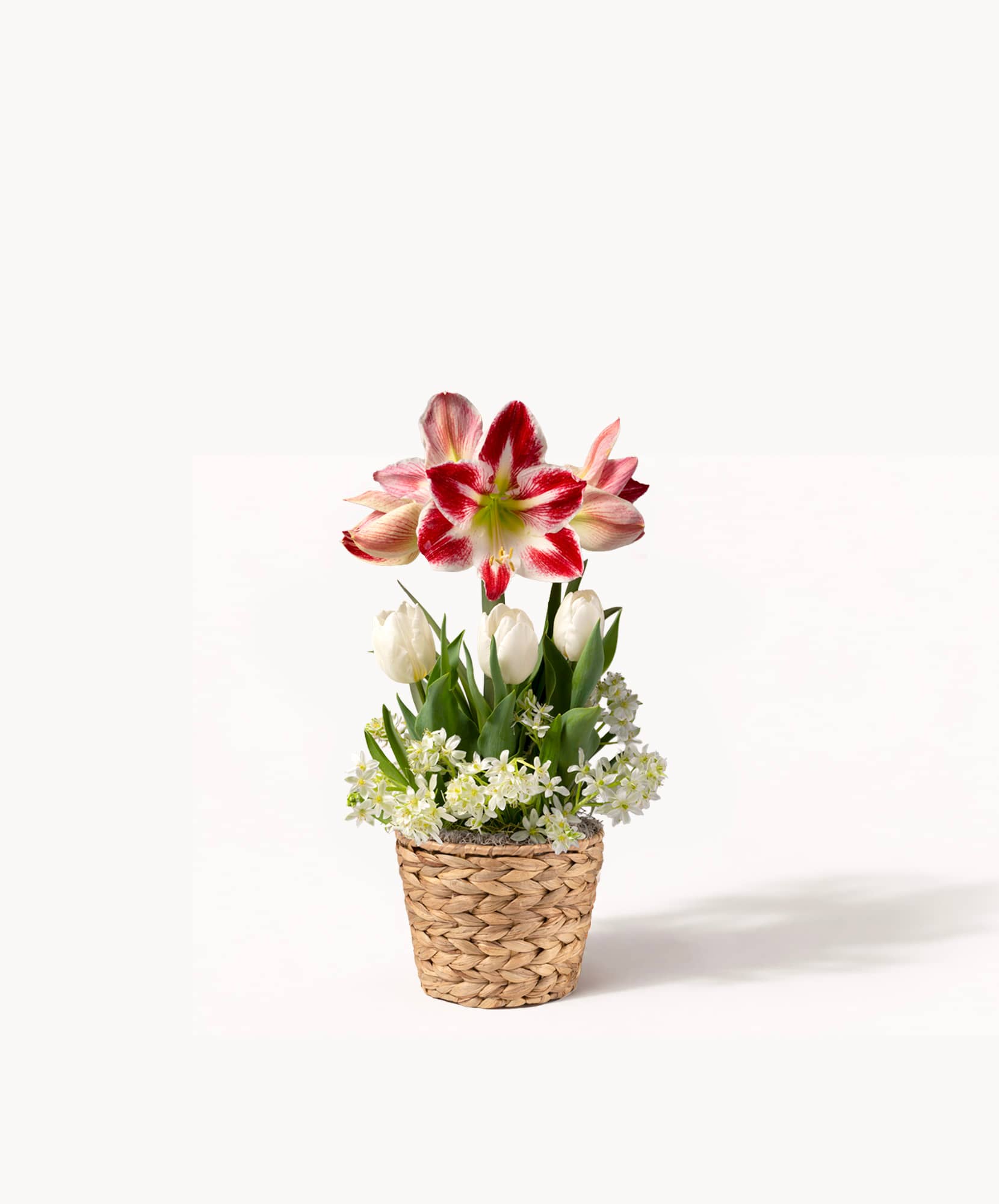 Colorful bouquet featuring red amaryllis and white tulips in a woven planter.