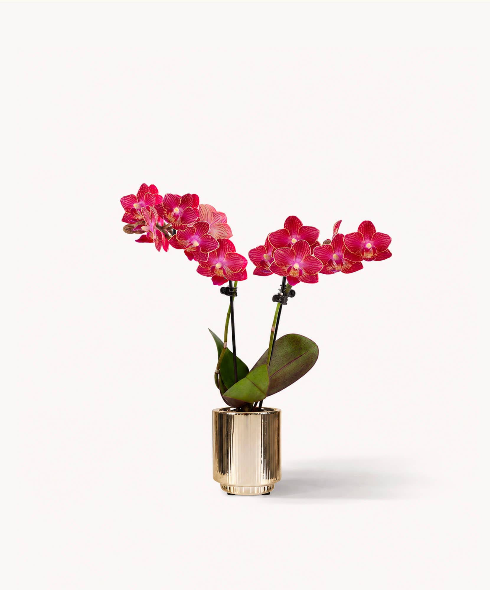 Vibrant pink orchids elegantly arranged in a stylish gold vase, ideal for decor.
